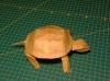 Western Pond Turtle