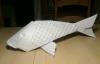 Koi with scales