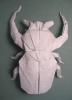 Goliath horned flower Beetle