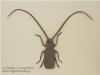 Longhorn Beetle