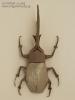 Hercules Beetle