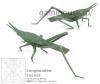 Longheaded Locust