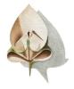 LeaF PraYer
