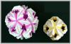 Chrysanthemum